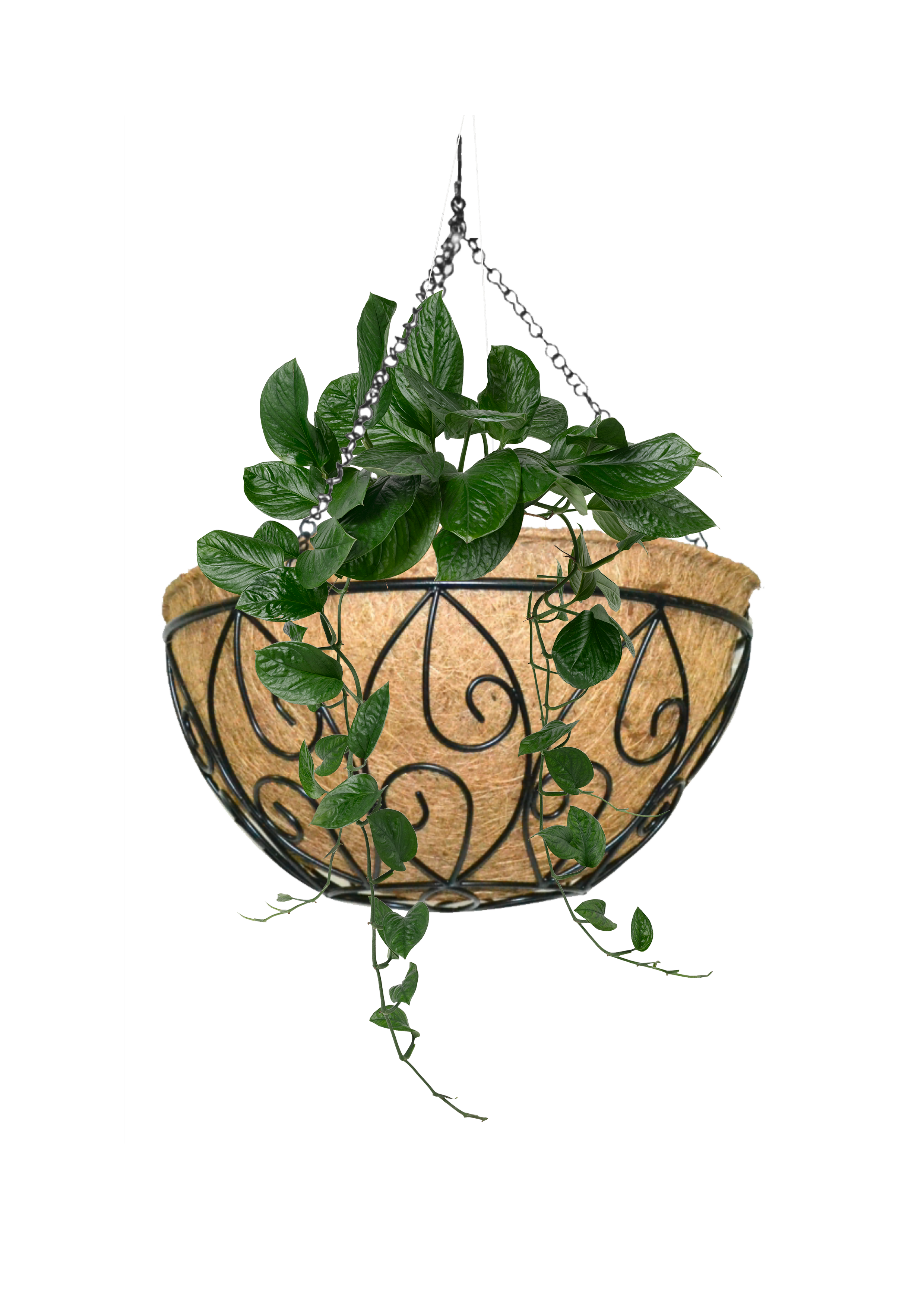 HANGING BASKETS